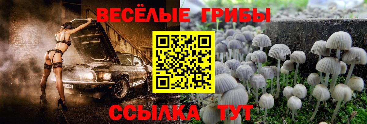 Псилоцибиновые грибы MAGIC MUSHROOMS  Вход с VPN  купить наркотики цена  Северск  Псилоцибиновые грибы GOLDEN TEACHER 
